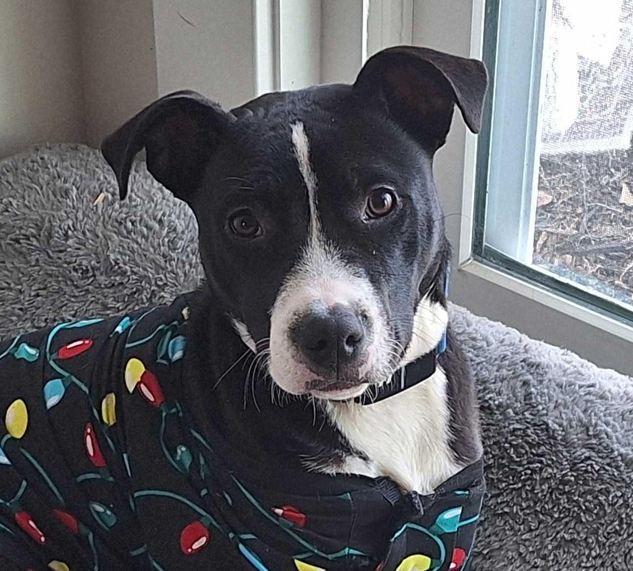 Enlarge JADE, a Adoptable mixed breed in Fuquay Varina, NC image 3/3