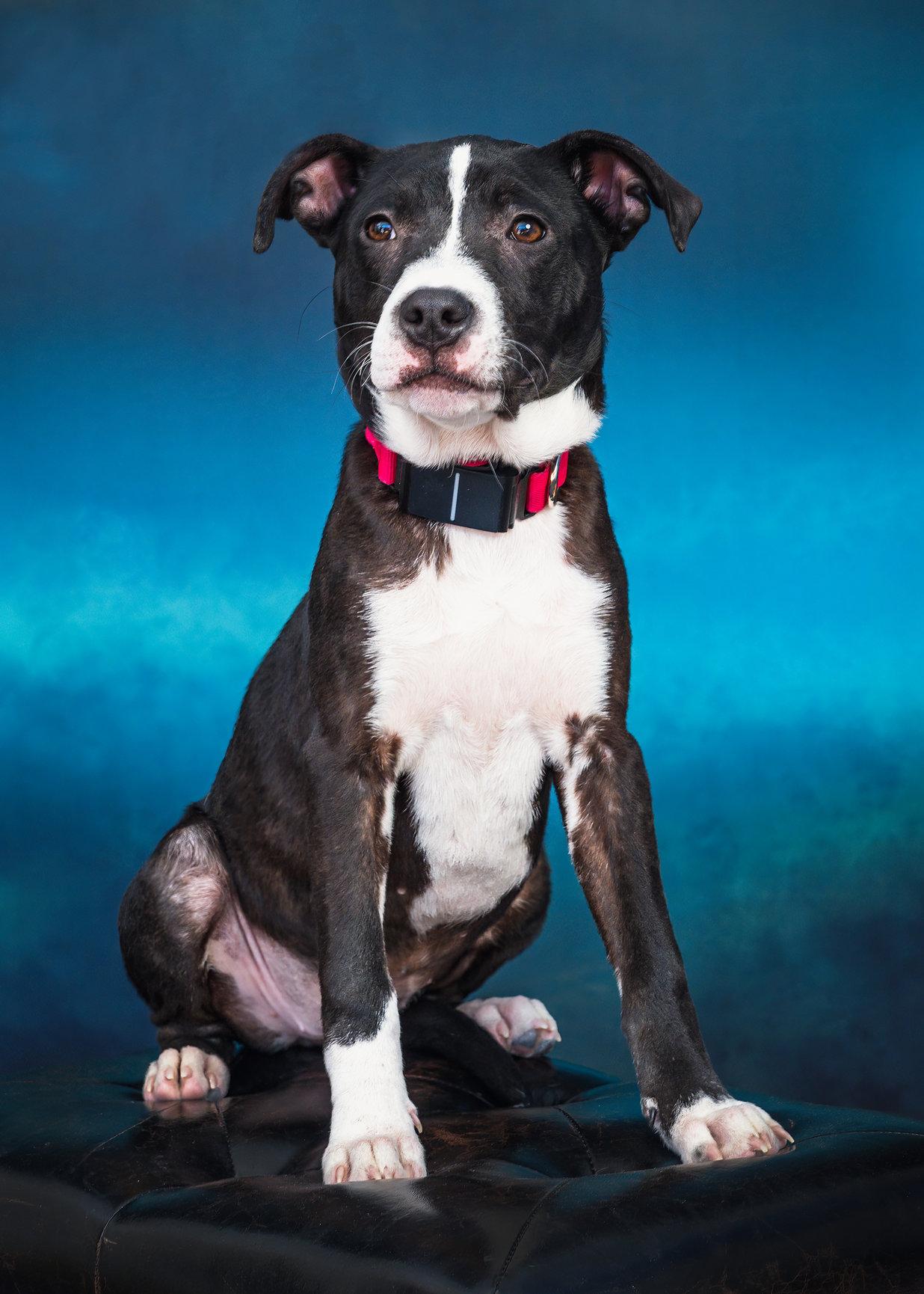 JADE, a Adoptable mixed breed in Fuquay Varina, NC image 3/4