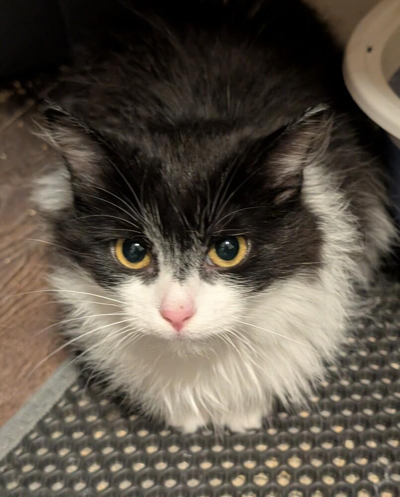 Jazz, Adoptable, Kitten Male Domestic Long Hair.