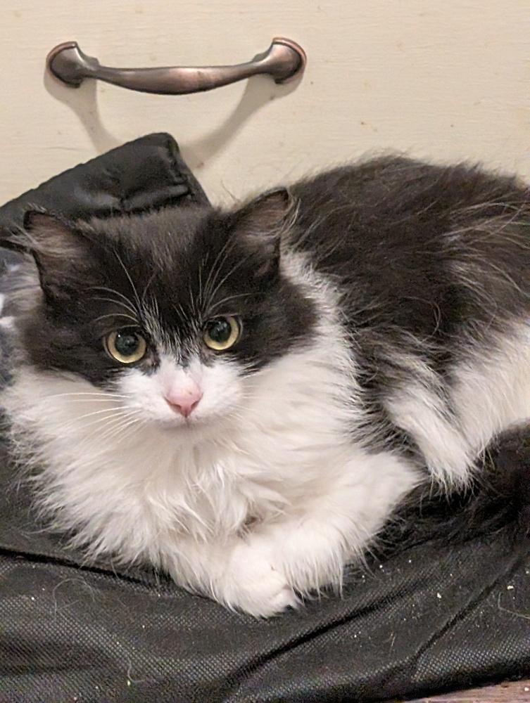 Enlarge Jazz, a Adoptable Domestic Long Hair in Springdale, PA image 2/6