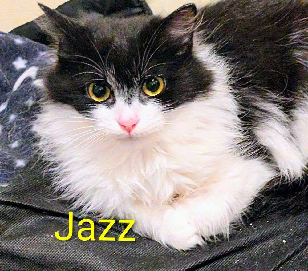 Enlarge Jazz, a Adoptable Domestic Long Hair in Springdale, PA image 6/6