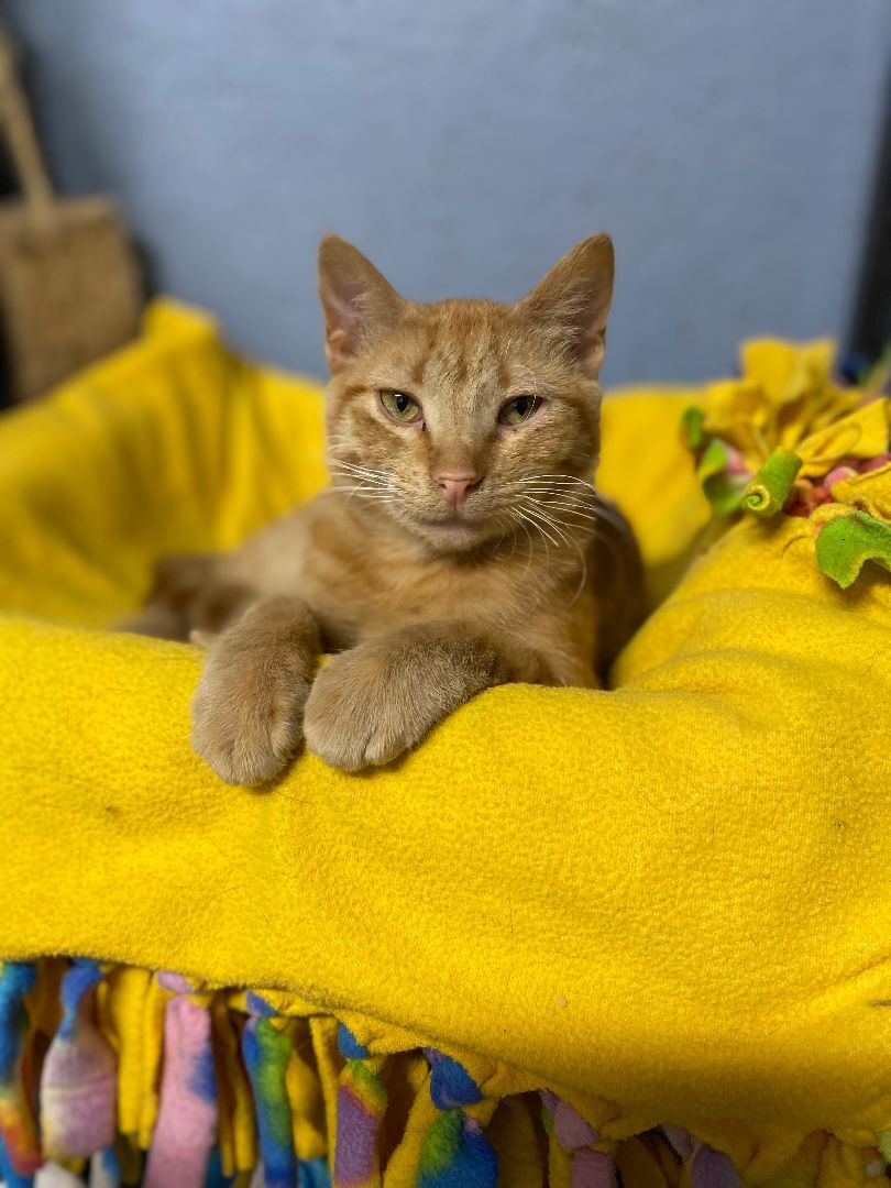 Enlarge Sparky, a Adoptable Domestic Short Hair in New Richmond, WI image 1/1