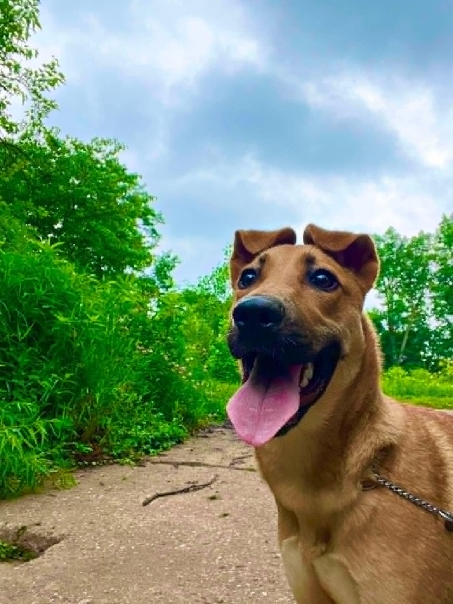 Enlarge Donut, an adoptable mixed breed in Parma, OH image 3/5
