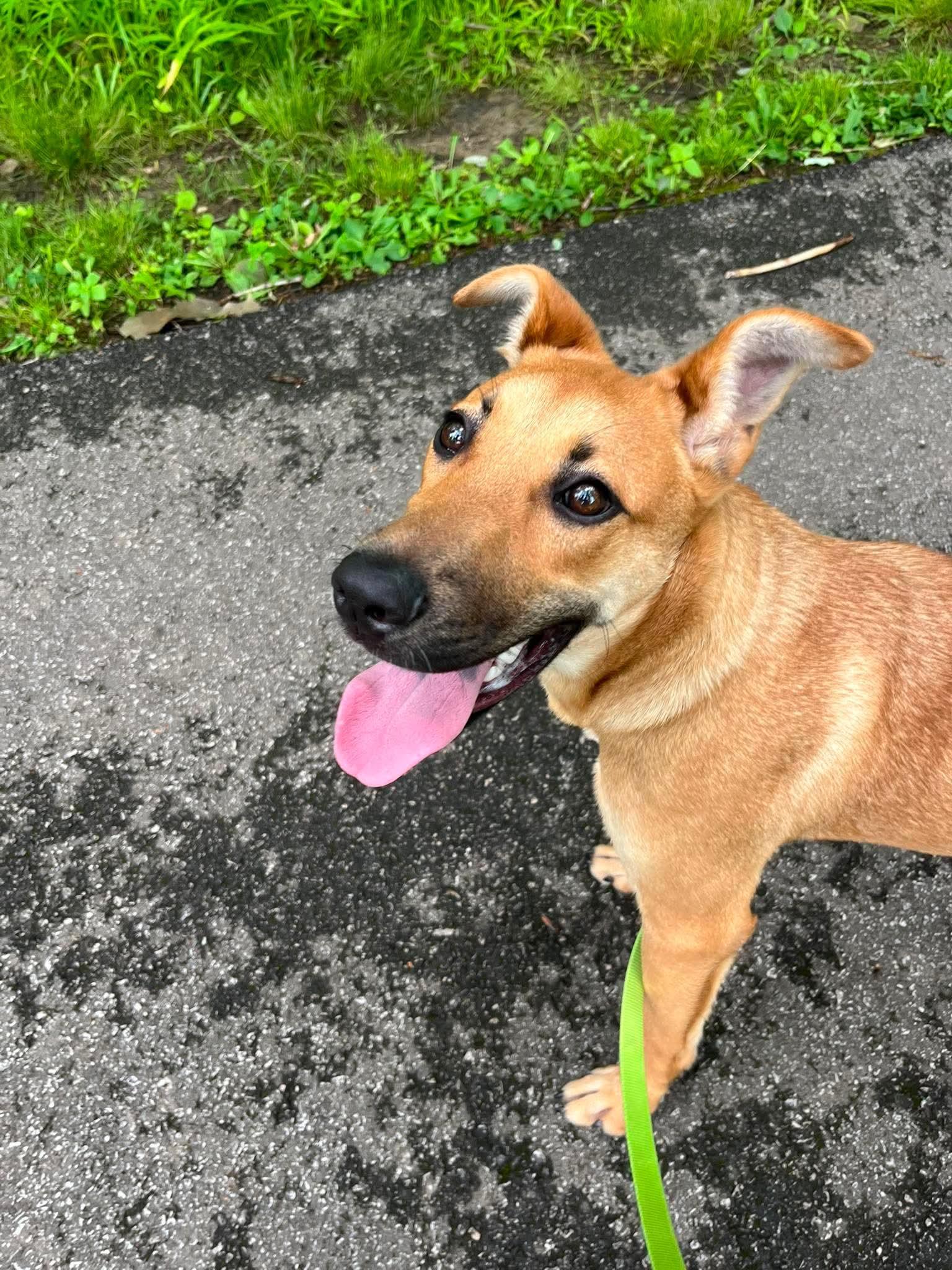 Enlarge Donut, an adoptable mixed breed in Parma, OH image 4/5