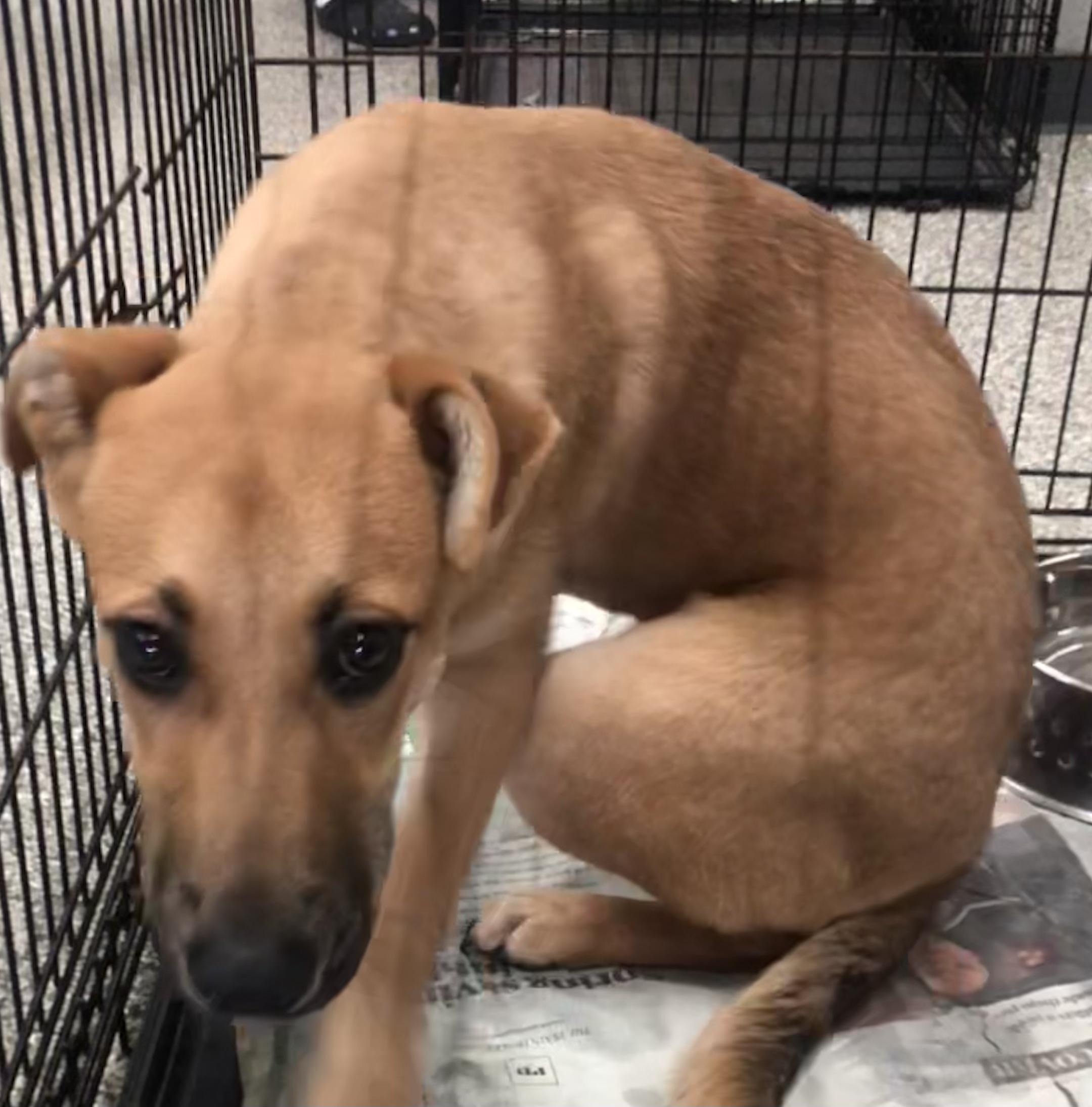 Enlarge Donut, an adoptable mixed breed in Parma, OH image 2/5