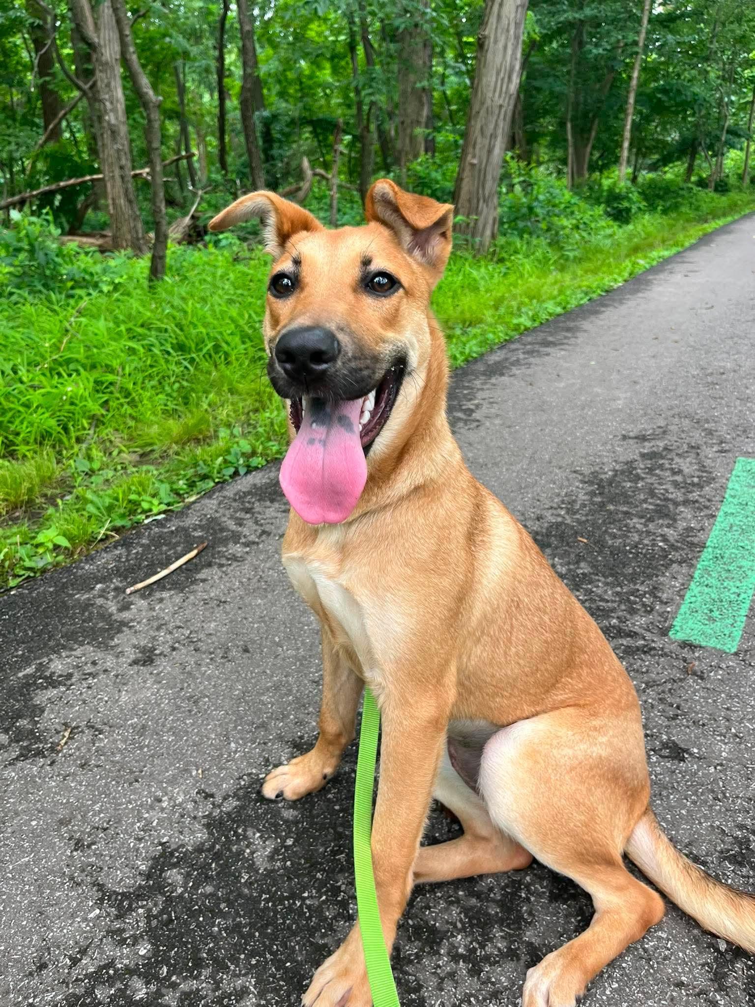 Donut, adoptable, Young Female Shepherd.