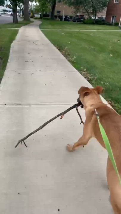 Enlarge Donut, an adoptable mixed breed in Parma, OH video 5/5
