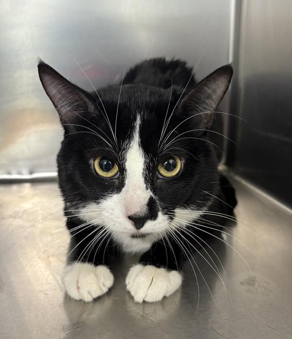 Midnight, Adoptable, Young Male Domestic Short Hair.