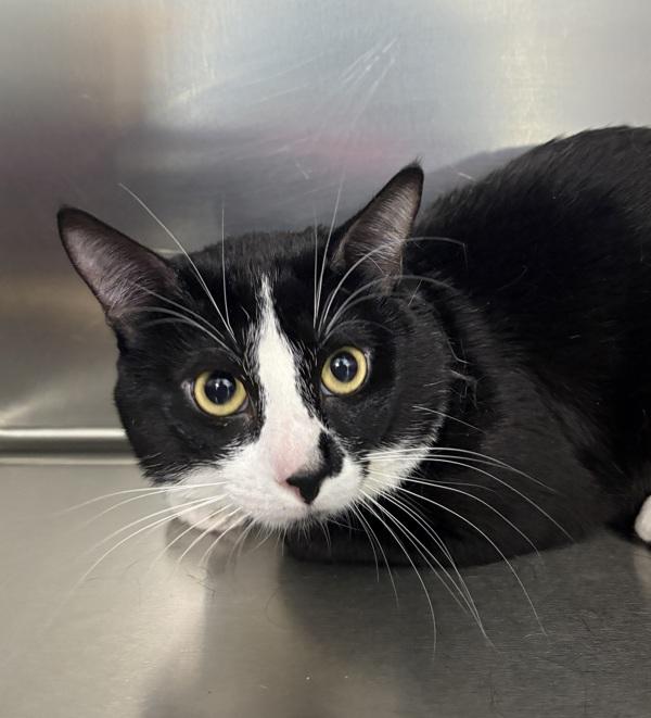 Enlarge Midnight, a Adoptable mixed breed in Sioux City, IA image 3/3