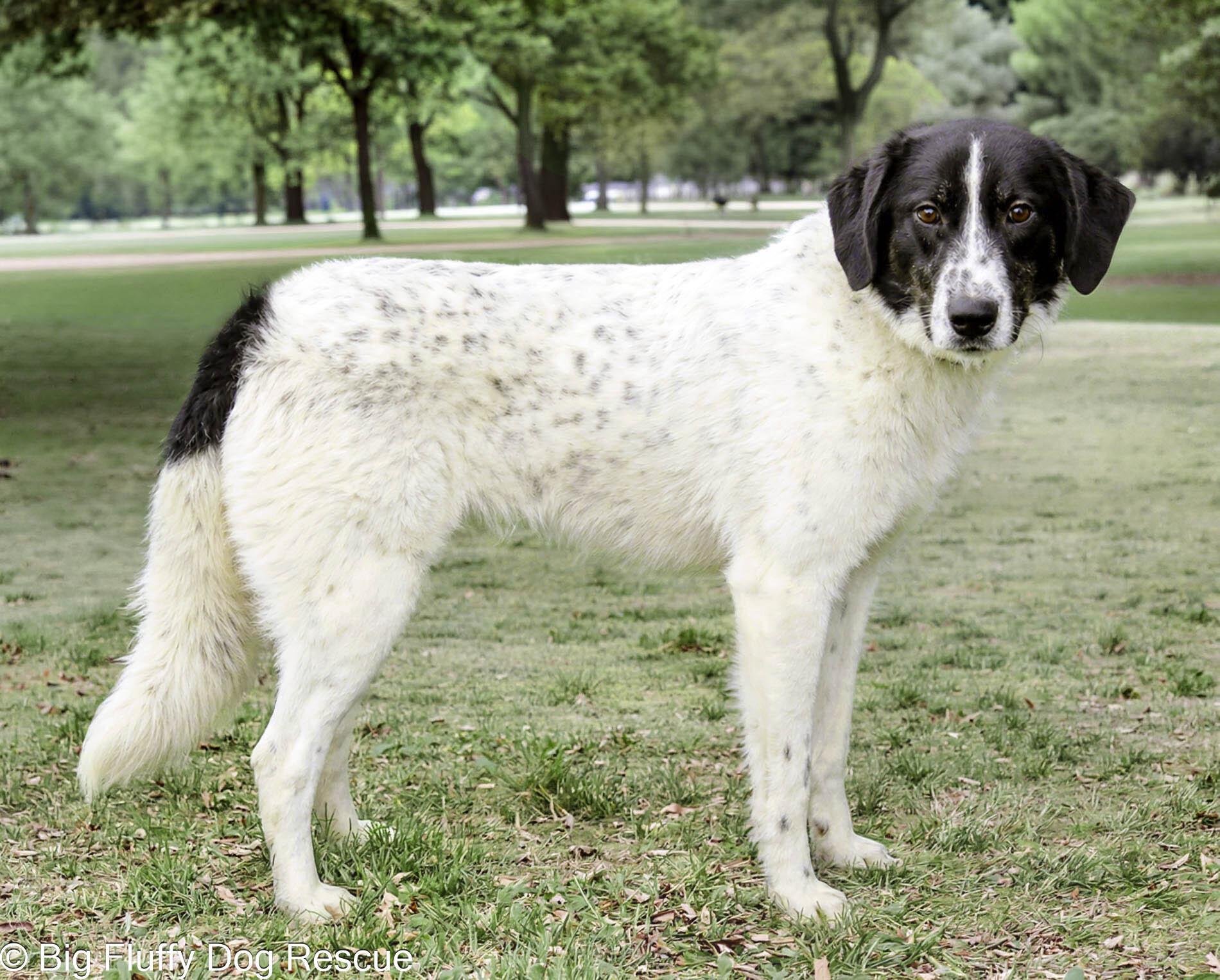 Enlarge Thatcher, a Adoptable mixed breed in Nashville, TN image 3/3