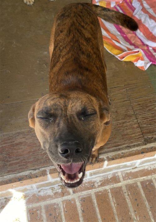 Enlarge Lucy Sonora, a Adoptable mixed breed in Spring, TX image 1/6