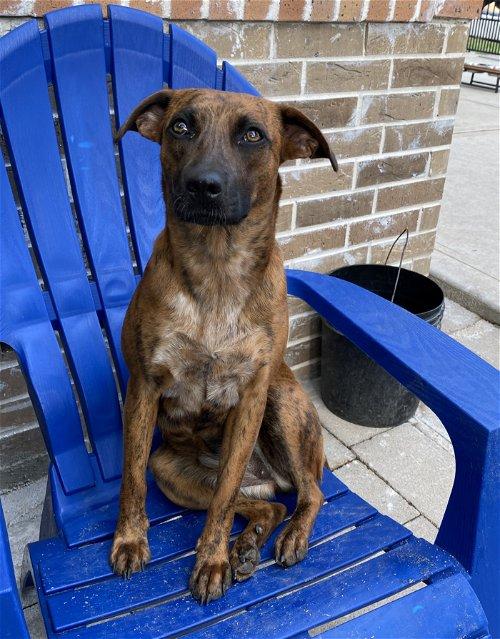 Enlarge Lucy Sonora, a Adoptable mixed breed in Spring, TX image 3/6