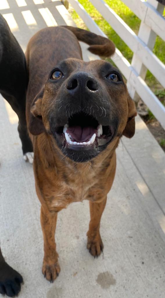 Enlarge Lucy Sonora, a Adoptable mixed breed in Spring, TX image 4/6