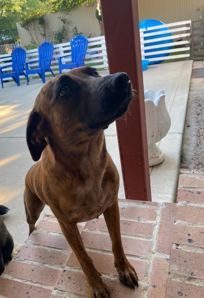 Lucy Sonora, a Adoptable mixed breed in Spring, TX image 5/6