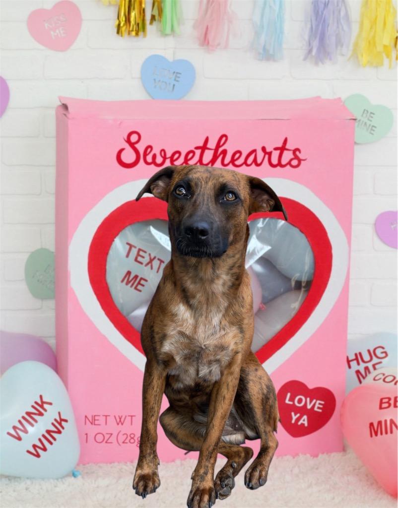 Enlarge Lucy Sonora, a Adoptable mixed breed in Spring, TX image 5/6