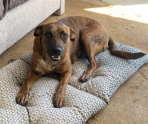 Enlarge Lucy Sonora, a Adoptable mixed breed in Spring, TX image 6/6