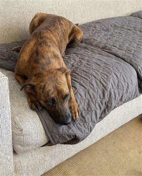 Enlarge Lucy Sonora, a Adoptable mixed breed in Spring, TX image 6/6