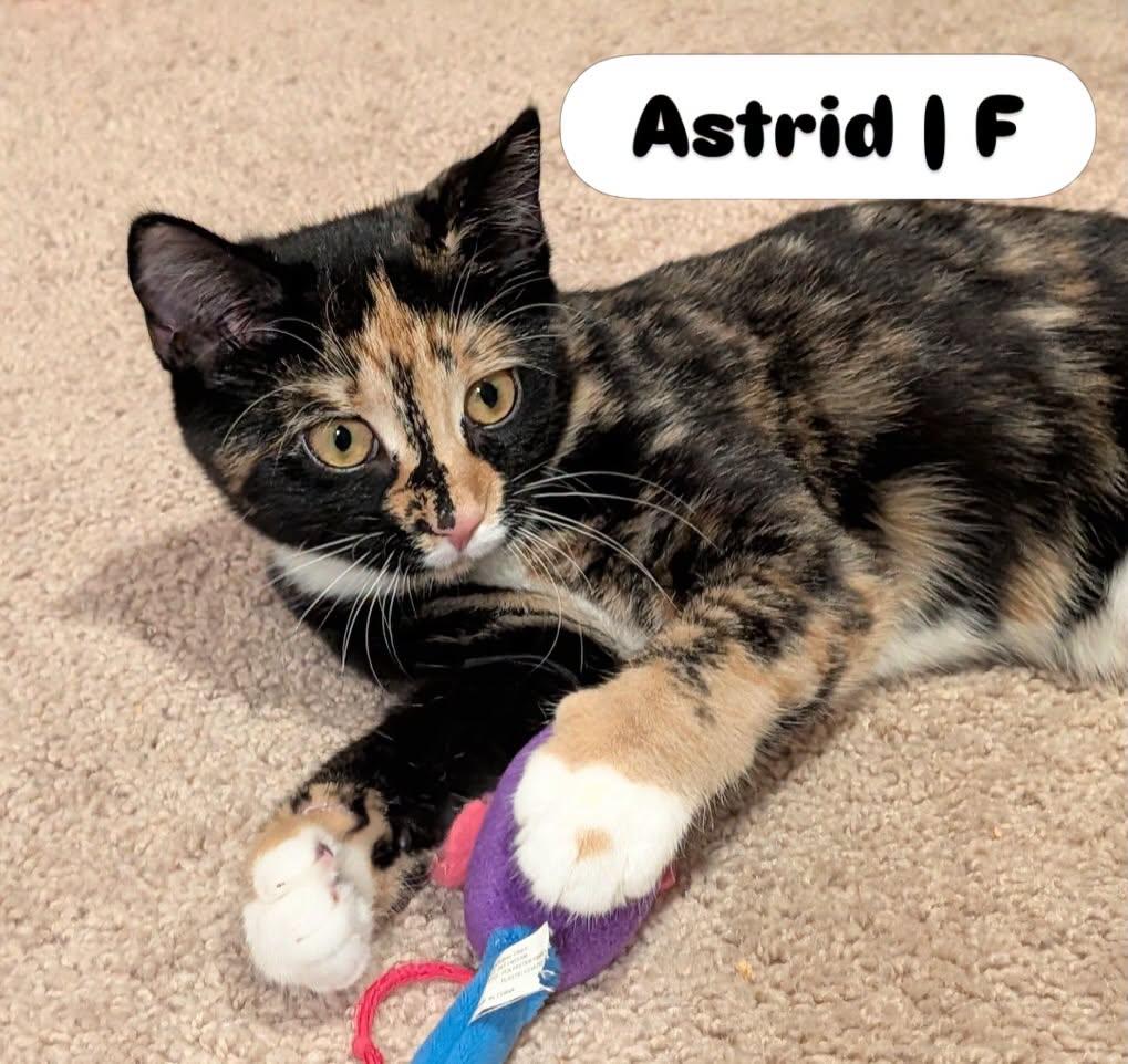 Astrid, Adoptable, Young Female Tortoiseshell.