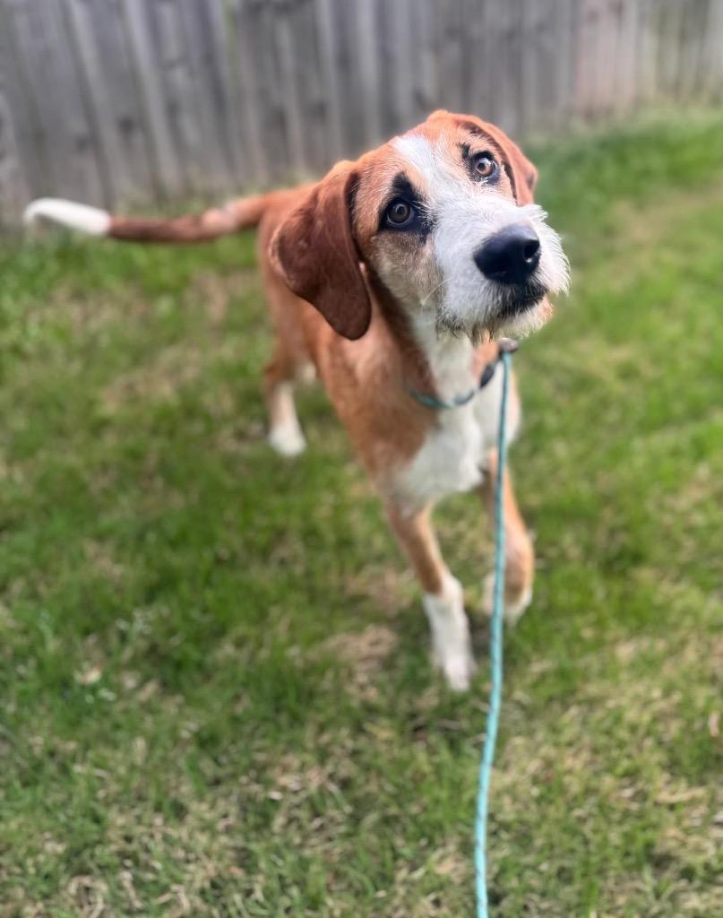 Basmati, Adoptable, Young Male Terrier.
