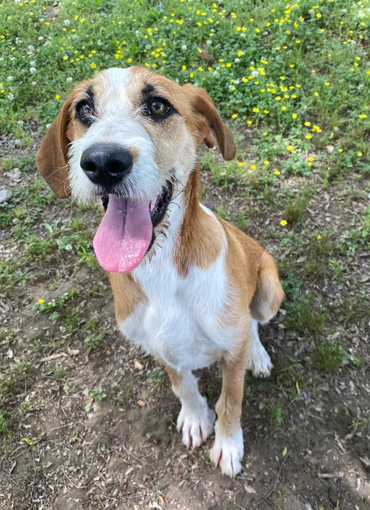 Enlarge Basmati, a Adoptable mixed breed in Little Rock, AR image 2/5