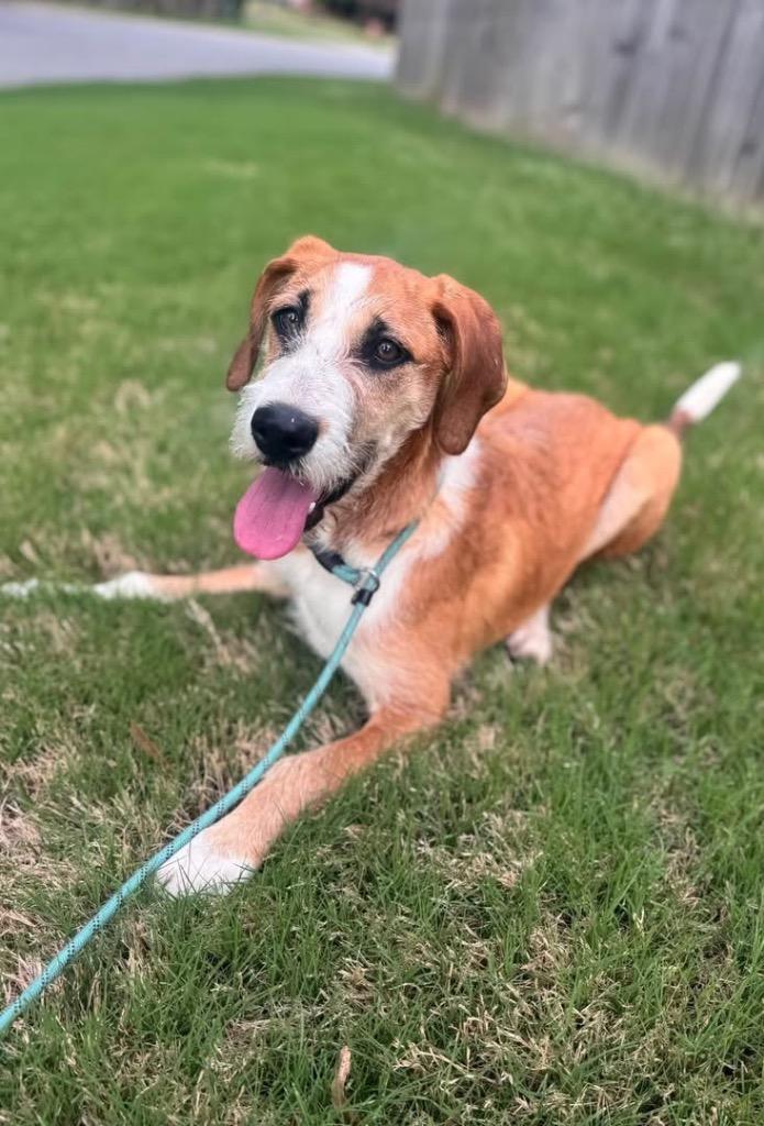 Enlarge Basmati, a Adoptable mixed breed in Little Rock, AR image 4/5