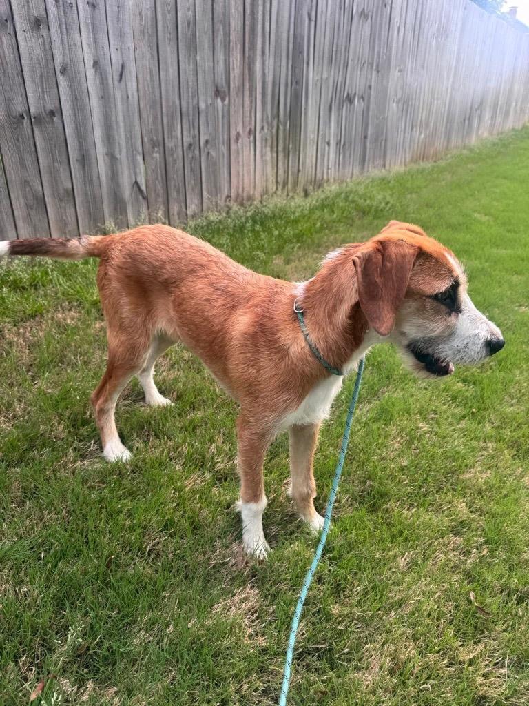 Enlarge Basmati, a Adoptable mixed breed in Little Rock, AR image 5/5
