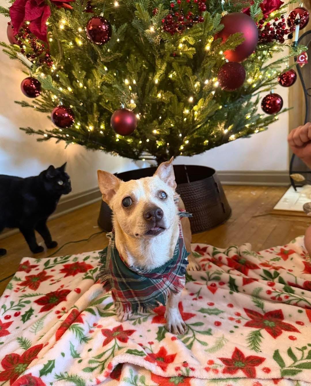 Stevie, Adoptable, Adult Male Chihuahua.