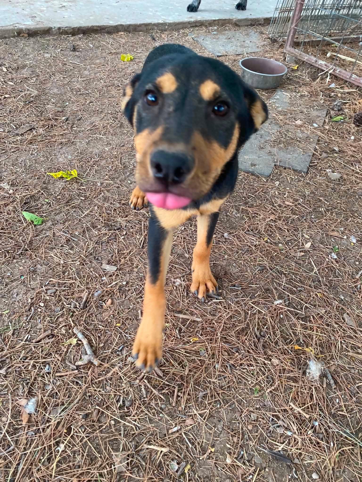 Happy, ADOPTABLE, Puppy Male Terrier.