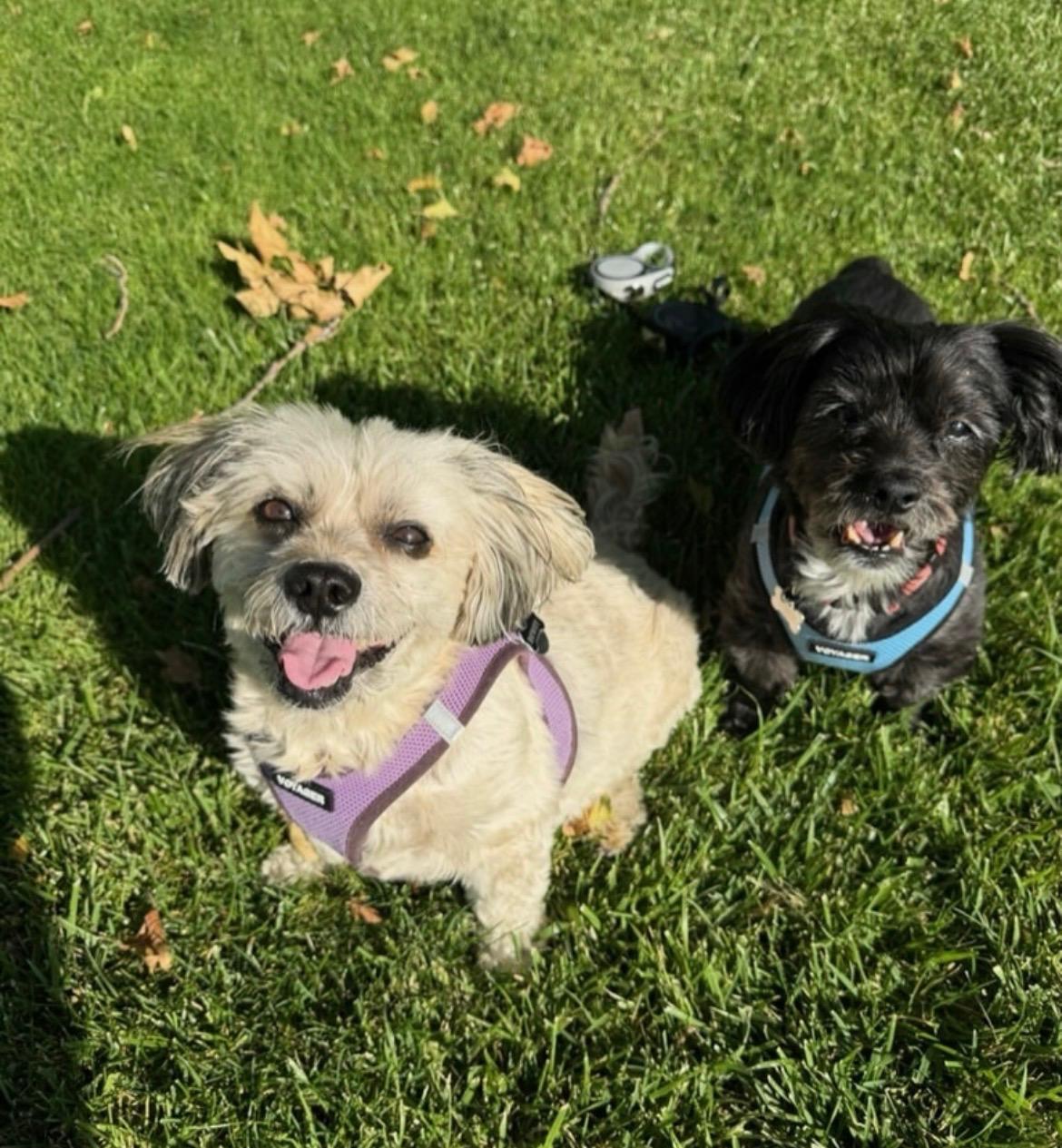 Courtesy Post for Sally and Dewey, a ADOPTABLE mixed breed in West Hollywood, CA image 3/6
