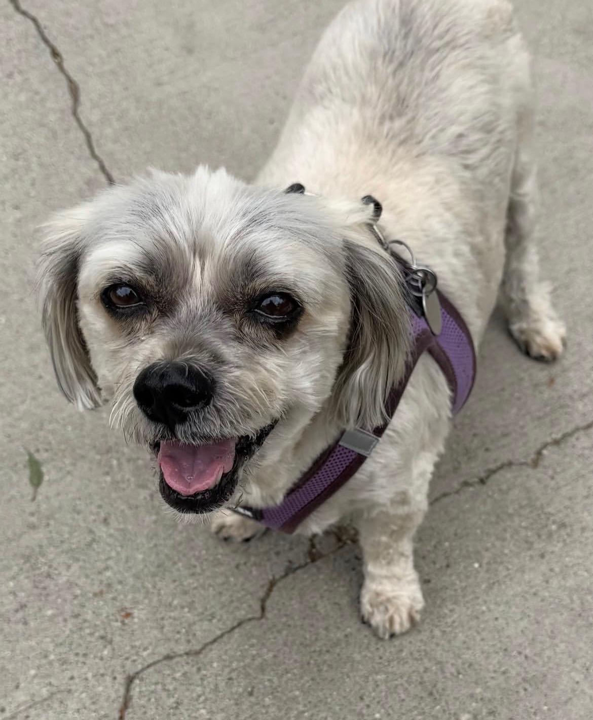Courtesy Post for Sally and Dewey, a ADOPTABLE mixed breed in West Hollywood, CA image 5/6