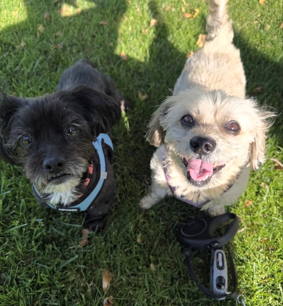 Courtesy Post for Sally and Dewey, ADOPTABLE, Senior Male Terrier.