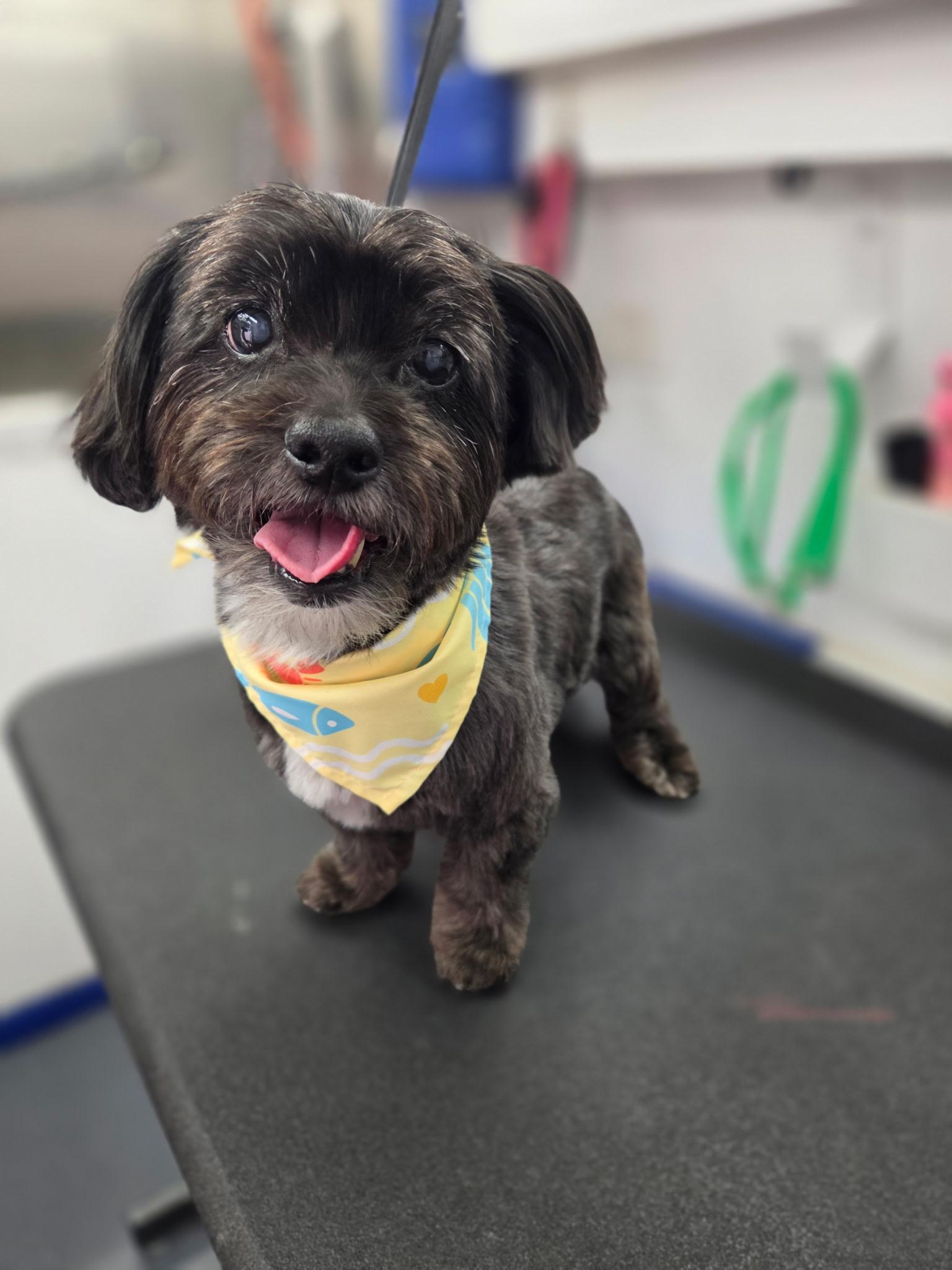 Courtesy Post for Sally and Dewey, a ADOPTABLE mixed breed in West Hollywood, CA image 2/6