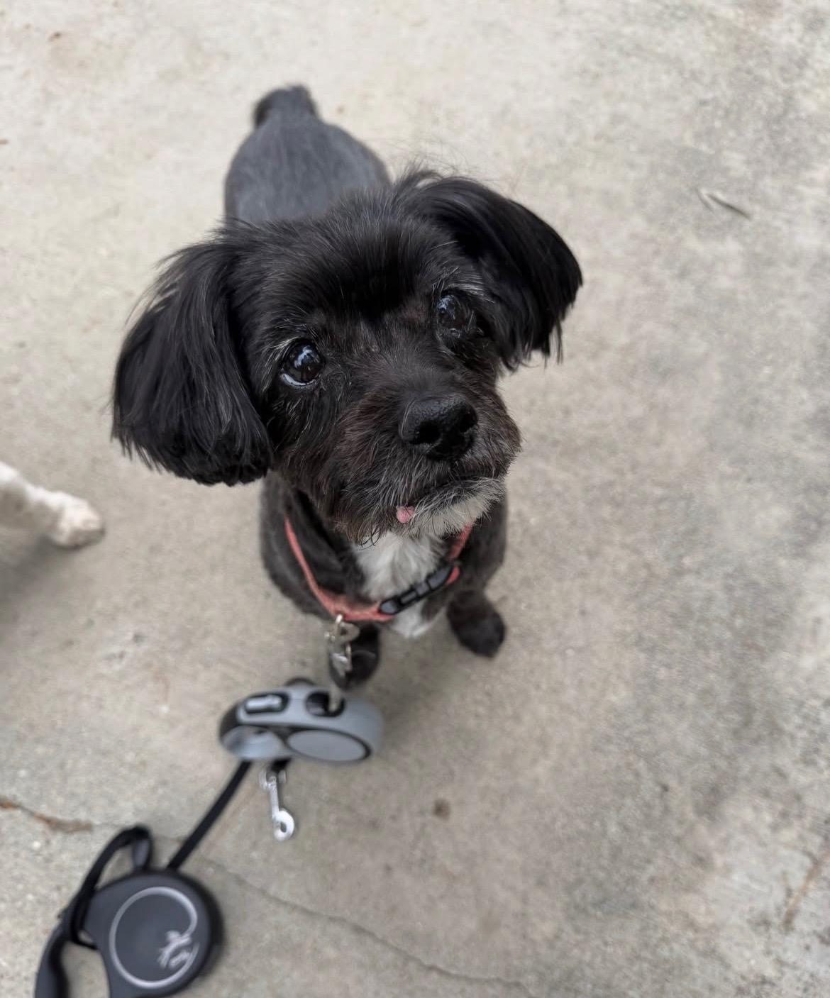 Courtesy Post for Sally and Dewey, a ADOPTABLE mixed breed in West Hollywood, CA image 6/6
