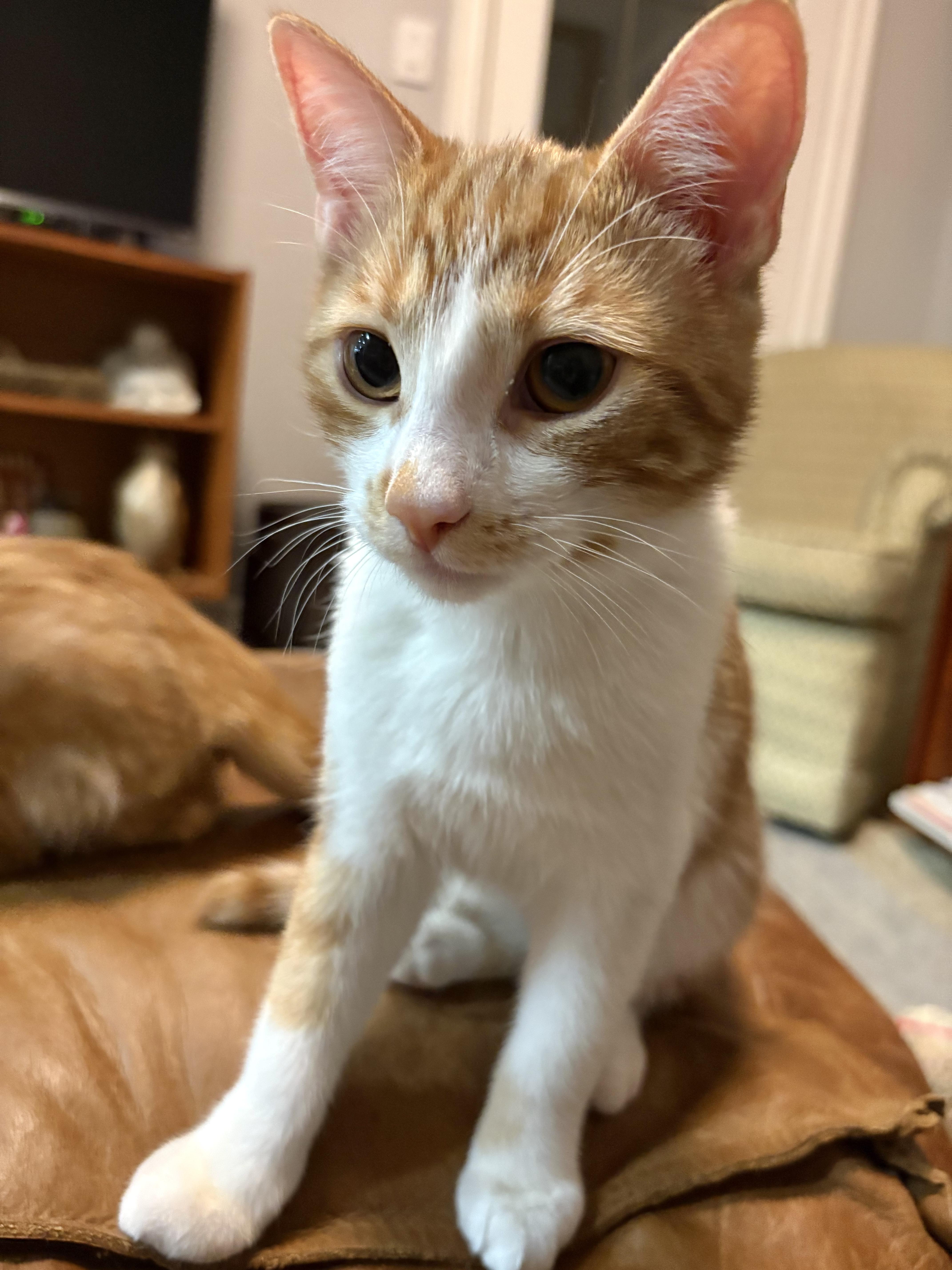 Violet (bonded with Max), a Adoptable mixed breed in Toronto, ON image 5/6