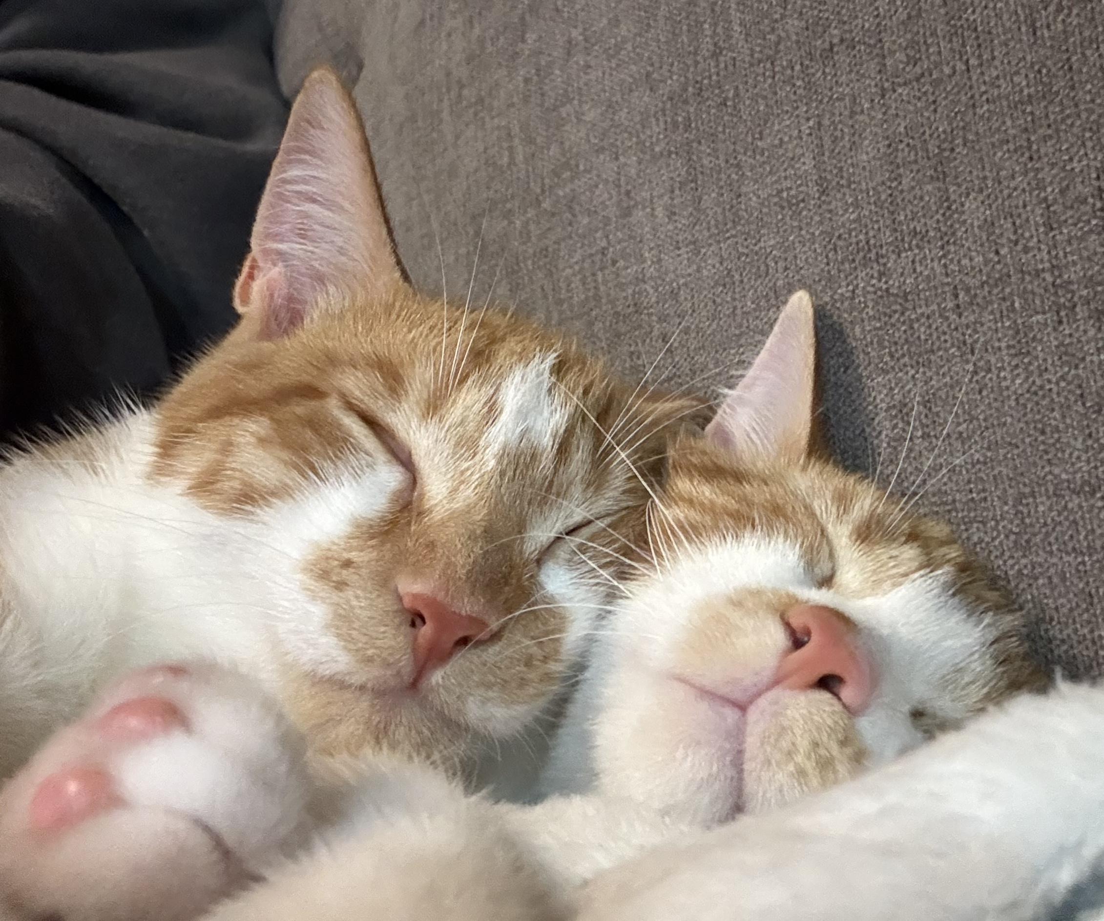 Violet (bonded with Max), a Adoptable mixed breed in Toronto, ON image 6/6