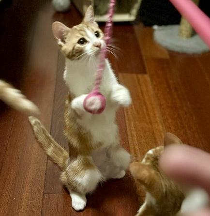 Violet (bonded with Max), a Adoptable mixed breed in Toronto, ON image 3/6