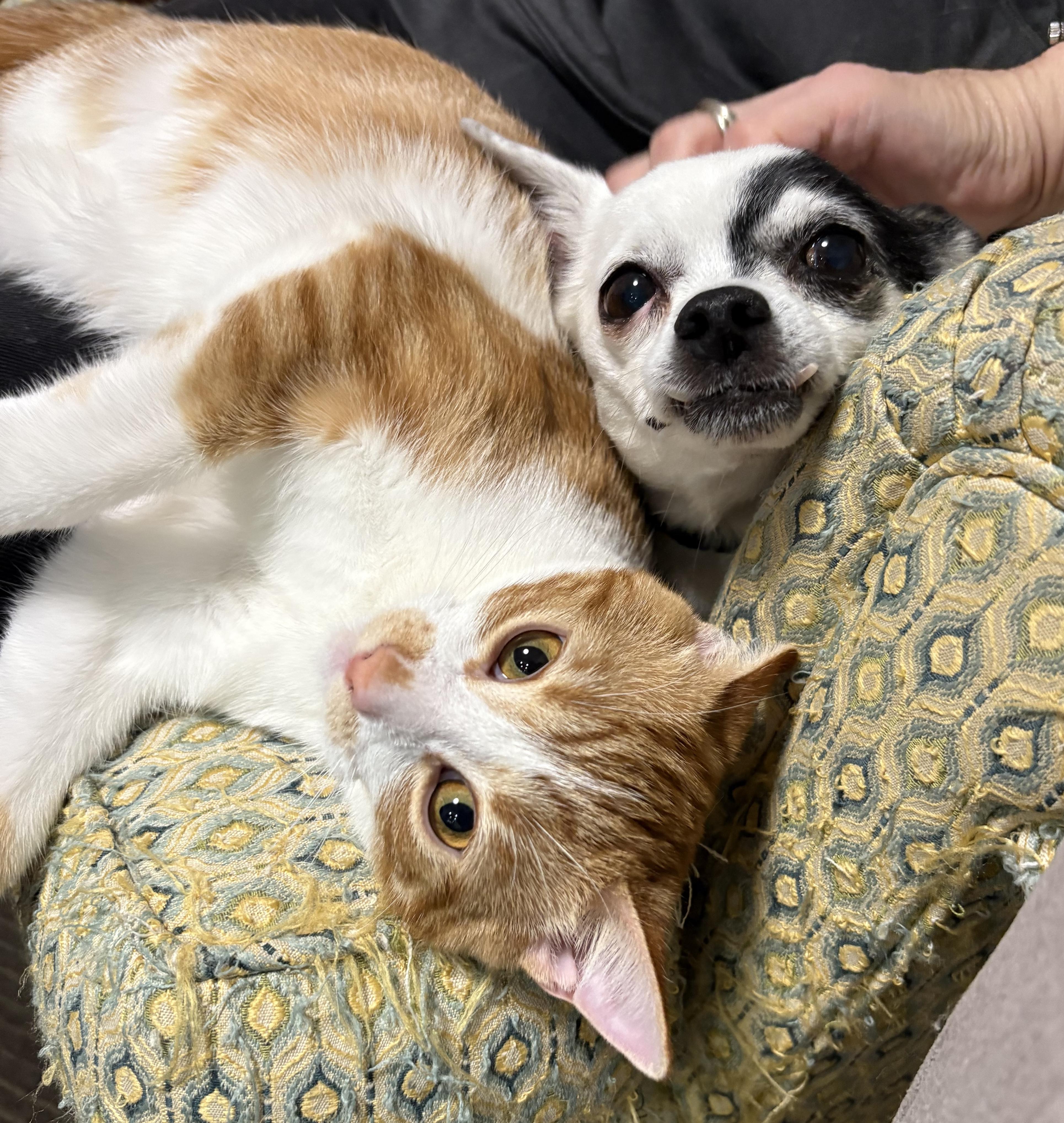 Violet (bonded with Max), Adoptable, Kitten Female Tabby & Domestic Short Hair.