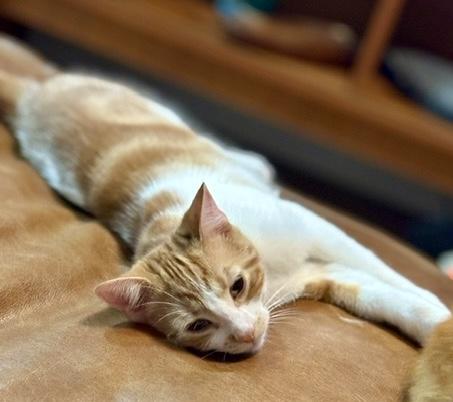 Violet (bonded with Max), a Adoptable mixed breed in Toronto, ON image 4/6