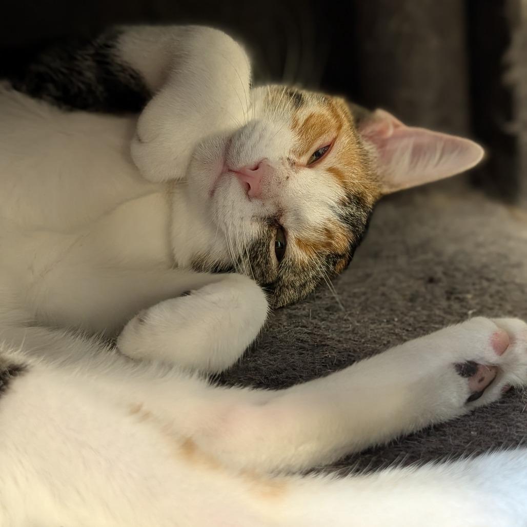 Enlarge Aretha Franklin, a Adoptable Domestic Short Hair in Corydon, IN image 2/3