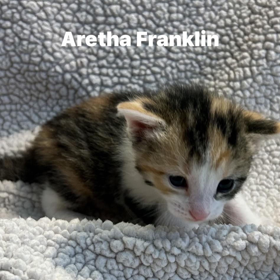 Enlarge Aretha Franklin, a Adoptable Domestic Short Hair in Corydon, IN image 3/3