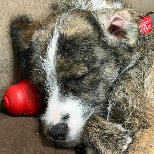 Jamie, Adoptable, Young Male Shepherd & Mixed Breed.