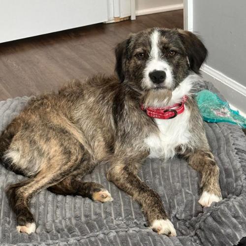Enlarge Jamie, a Adoptable mixed breed in Washington DC, DC image 2/5