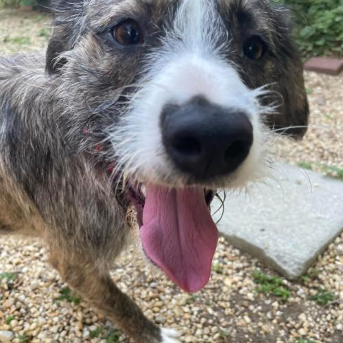 Enlarge Jamie, a Adoptable mixed breed in Washington DC, DC image 3/5