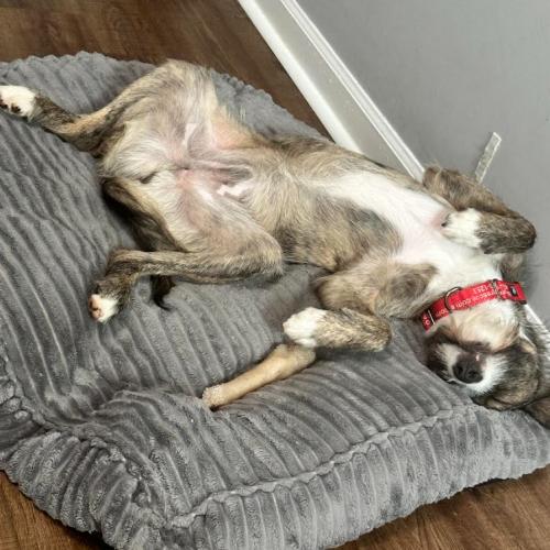 Enlarge Jamie, a Adoptable mixed breed in Washington DC, DC image 4/5