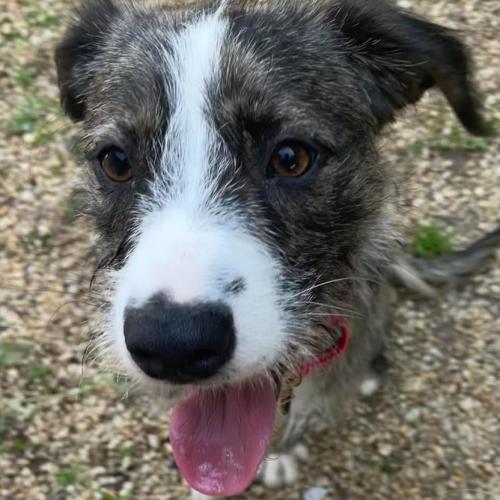 Enlarge Jamie, a Adoptable mixed breed in Washington DC, DC image 5/5