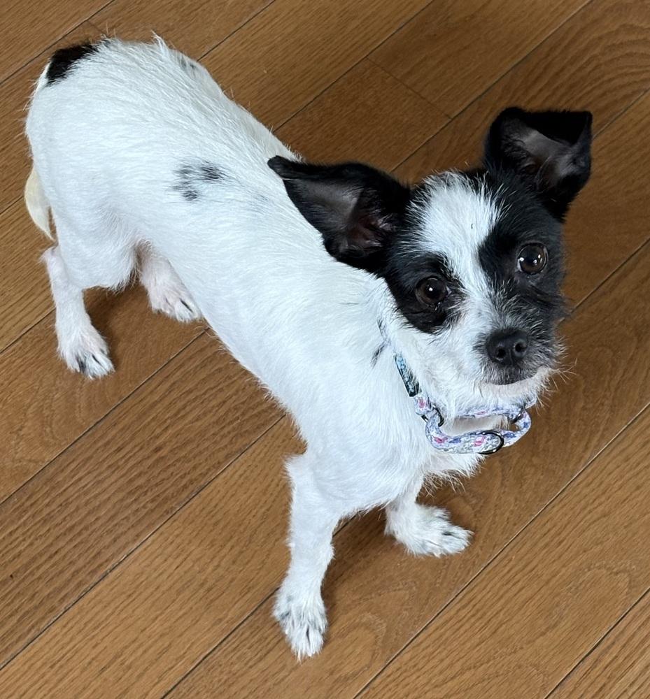 Wilder (26-001 D), Adoptable, Adult Female Mixed Breed.