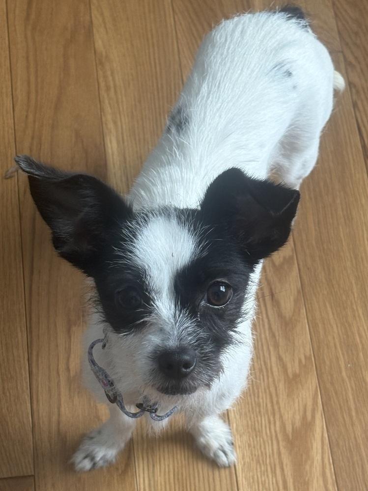 Enlarge Wilder (26-001 D), a Adoptable mixed breed in Lansing, MI image 3/6