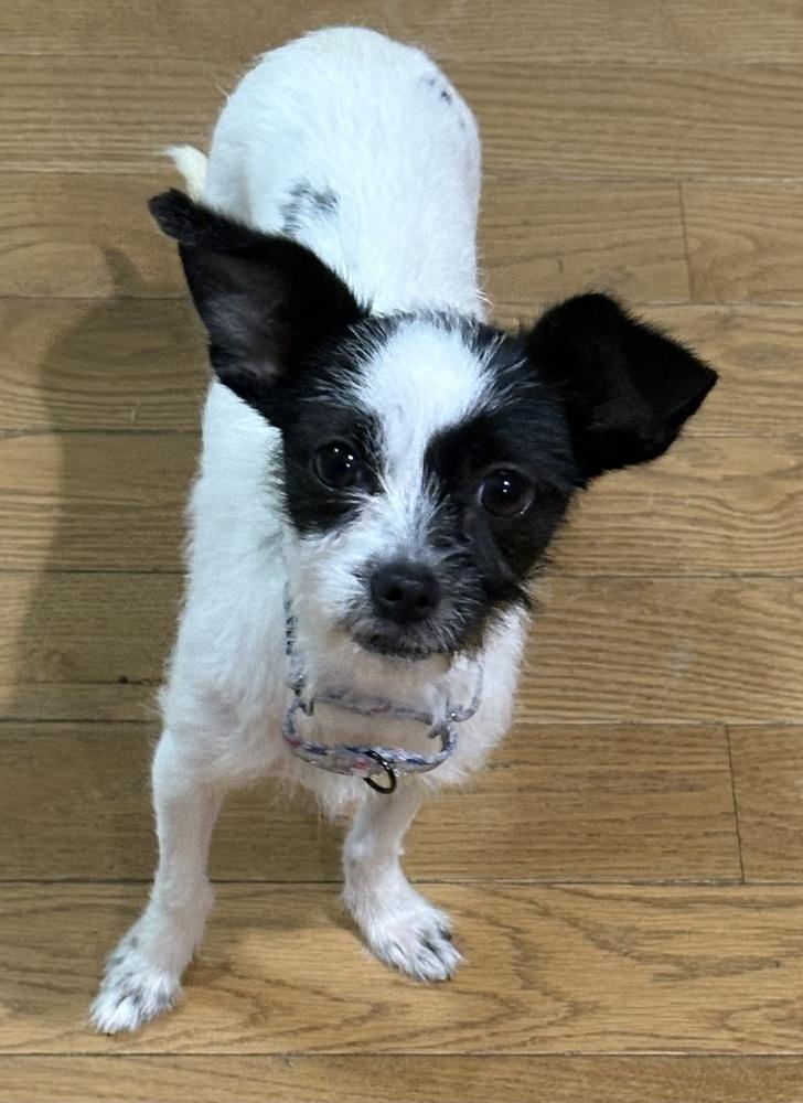 Enlarge Wilder (26-001 D), a Adoptable mixed breed in Lansing, MI image 5/6