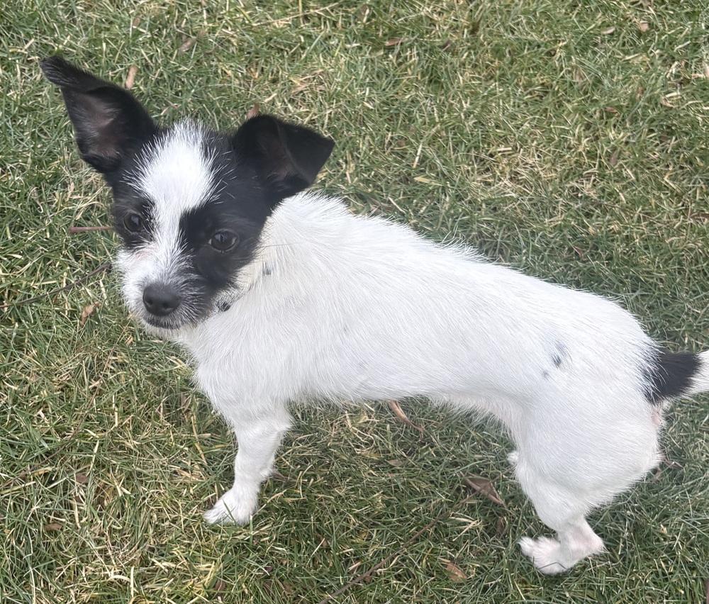 Enlarge Wilder (26-001 D), a Adoptable mixed breed in Lansing, MI image 6/6