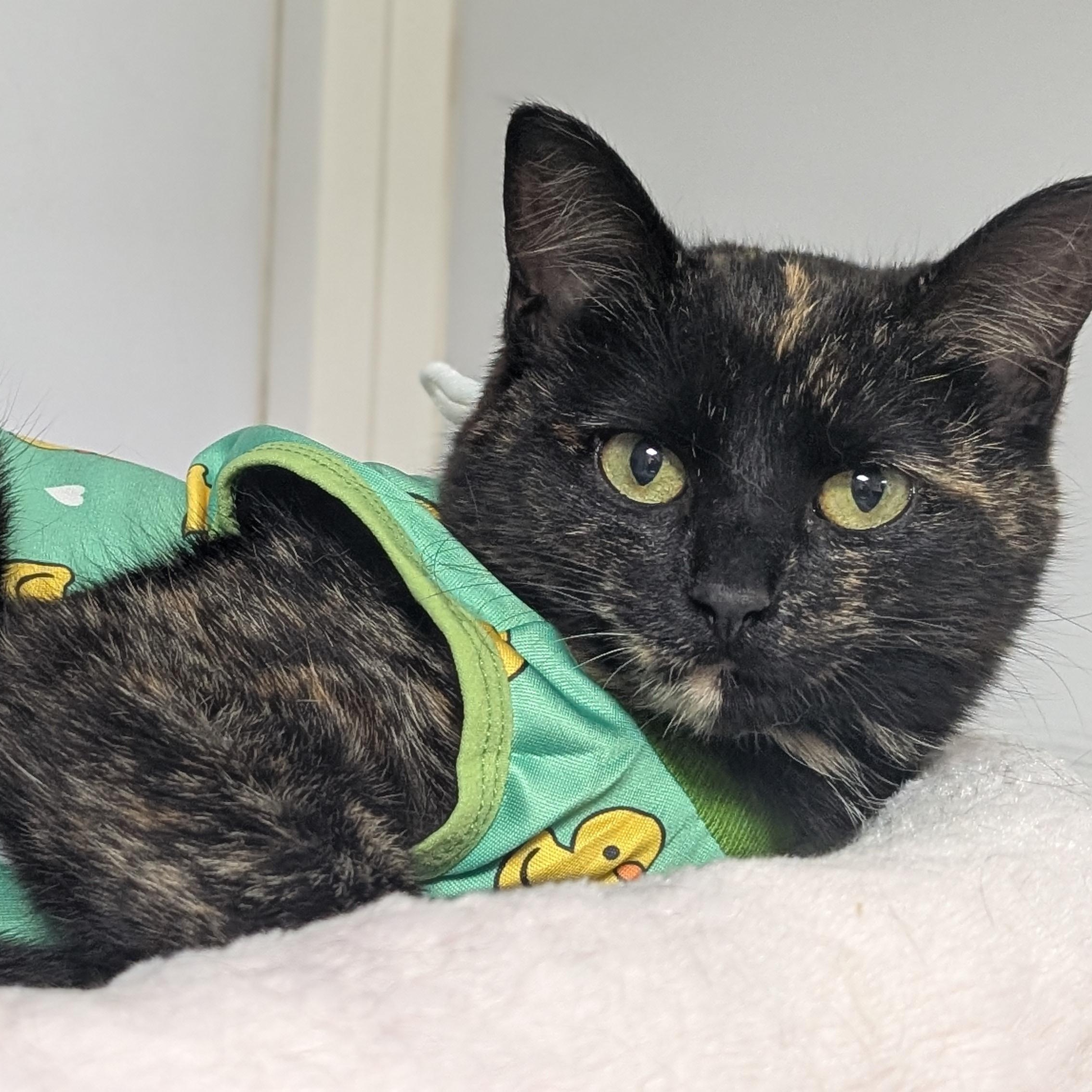 Nessie, a Adoptable Domestic Short Hair in Mazon, IL image 1/2